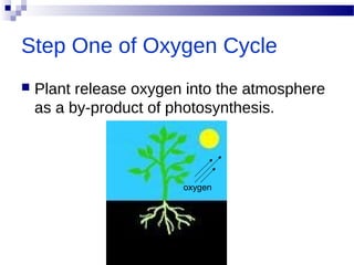 Step One of Oxygen Cycle
 Plant release oxygen into the atmosphere
as a by-product of photosynthesis.
oxygen
 