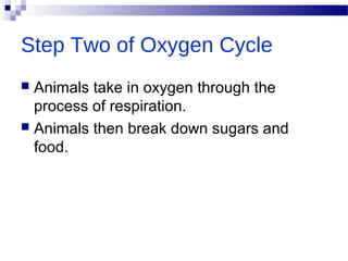 Step Two of Oxygen Cycle
 Animals take in oxygen through the
process of respiration.
 Animals then break down sugars and
food.
 