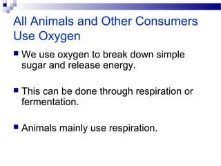 All Animals and Other Consumers
Use Oxygen
 We use oxygen to break down simple
sugar and release energy.
 This can be done through respiration or
fermentation.
 Animals mainly use respiration.
 