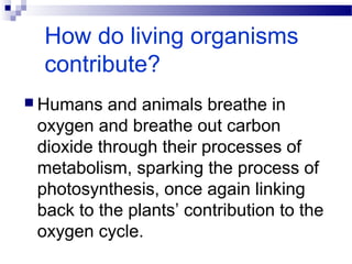 How do living organisms
contribute?
 Humans and animals breathe in
oxygen and breathe out carbon
dioxide through their processes of
metabolism, sparking the process of
photosynthesis, once again linking
back to the plants’ contribution to the
oxygen cycle.
 