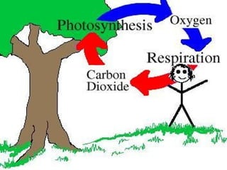 Oxygen cycle