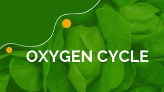 OXYGEN CYCLE
 
