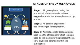 Service Us
Stage-1: All green plants during the
process of photosynthesis, release
oxygen back into the atmosphere as a by-
product
Stage-2: All aerobic organisms
use free oxygen for respiration.
Stage-3: Animals exhale Carbon dioxide
back into the atmosphere which is again
used by the plants during photosynthesis.
Now oxygen is balanced within the
atmosphere
STAGES OF THE OXYGEN CYCLE
 
