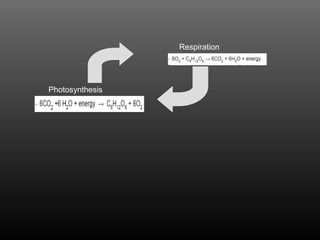 Respiration 
Photosynthesis 
 