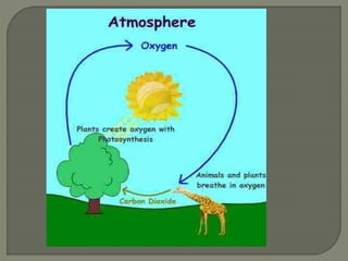 Oxygen cycle pres 1 | PPTX