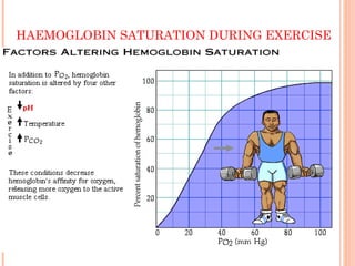 HAEMOGLOBIN SATURATION DURING EXERCISE
 