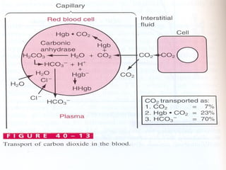 MOST CO2 TRANSPORTED
AS BICARBONATE (HCO3-
)*
 