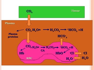 TissueTissue
RBCRBC
PlasmaPlasma
HCOHCO--
33
++HH22OO
PlasmaPlasma
proteinsproteins
HbHb
CACA
COCO22
ClCl--
HH22OO
COCO22 HCOHCO33 +H+H++
HH22COCO33
COCO22 ++HH22OO HH22COCO33 HCOHCO33 +H+H++
ClCl--
HH22OO
HbOHbO
 
