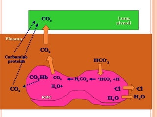 LungLung
alveolialveoli
RBCRBC
PlasmaPlasma
HCOHCO--
33
CarbaminoCarbamino
proteinsproteins
COCO22
COCO22
ClCl--
HH22OO
COCO22
COCO22HbHb COCO22
++HH22OO
HH22COCO33 HCOHCO33 +H+H++
ClCl--
HH22OO
 