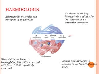 HAEMOGLOBIN
Haemoglobin molecules can
transport up to four O2’s
When 4 O2’s are bound to
haemoglobin, it is 100% saturated,
with fewer O2’s it is partially
saturated.
Oxygen binding occurs in
response to the high PO2 in the
lungs
Co-operative binding:
haemoglobin’s affinity for
O2 increases as its
saturation increases.
 