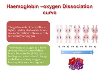The globin units of deoxyHb are
tightly held by electrostatic bonds
in a conformation with a relatively
low affinity for oxygen
The binding of oxygen to a heme
molecule breaks some of these
bonds between the globin units ,
leading to conformational change
such that remaining oxygen
binding sites are more exposed
 