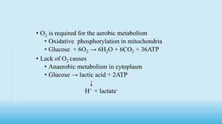 • O2 is required for the aerobic metabolism
• Oxidative phosphorylation in mitochondria
• Glucose + 6O2 → 6H2O + 6CO2 + 36ATP
• Lack of O2 causes
• Anaerobic metabolism in cytoplasm
• Glucose → lactic acid + 2ATP
↓
H+ + lactate-
 
