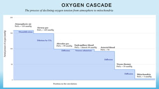 OXYGEN CASCADE
The process of declining oxygen tension from atmosphere to mitochondria
 