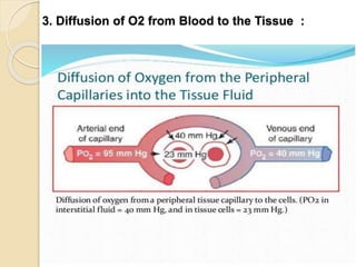3. Diffusion of O2 from Blood to the Tissue :
 