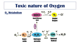 Toxic nature of Oxygen
Hydrogen
peroxide
Super-
oxide
Hydroxyl
Radical
Hypochlorous
Acid
Singlet
Oxygen
O2 Metabolism
 
