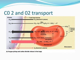 C0 2 and 02 transport
 