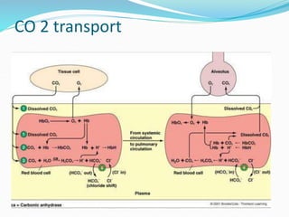 CO 2 transport
 