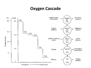 Oxygen Cascade
 