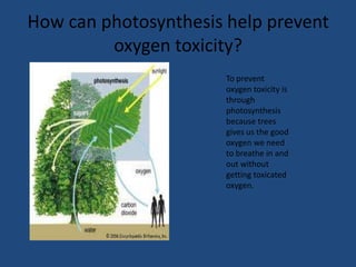 How can photosynthesis help prevent
         oxygen toxicity?
                       To prevent
                       oxygen toxicity is
                       through
                       photosynthesis
                       because trees
                       gives us the good
                       oxygen we need
                       to breathe in and
                       out without
                       getting toxicated
                       oxygen.
 