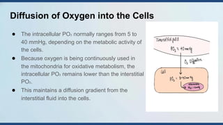 Comprehensive Overview of Oxygen Transport and Diffusion in Human ...
