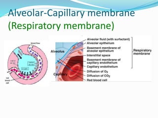 Alveolar-Capillary membrane
(Respiratory membrane)
 