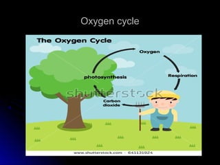 Oxygen cycleOxygen cycle
 