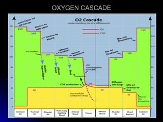 OXYGEN CASCADEOXYGEN CASCADE
 