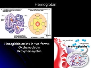 HemoglobinHemoglobin
 