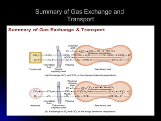 Summary of Gas Exchange andSummary of Gas Exchange and
TransportTransport
 