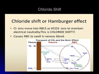 Chloride ShiftChloride Shift
 