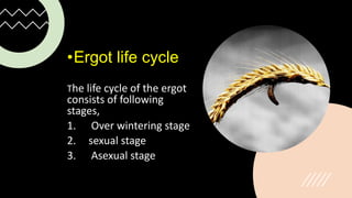 •Ergot life cycle
The life cycle of the ergot
consists of following
stages,
1. Over wintering stage
2. sexual stage
3. Asexual stage
 