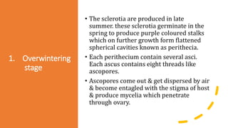 1. Overwintering
stage
• The sclerotia are produced in late
summer. these sclerotia germinate in the
spring to produce purple coloured stalks
which on further growth form flattened
spherical cavities known as perithecia.
• Each perithecium contain several asci.
Each ascus contains eight threads like
ascopores.
• Ascopores come out & get dispersed by air
& become entagled with the stigma of host
& produce mycelia which penetrate
through ovary.
 