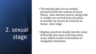 2. sexual
stage
• The mycelia give rise to conidia,
produced from the surface of ovary.
Honey –dew attracts insects, along with
it conidia are carried from one place
to another by insects & is known as
honey –dew stage.
• Hyphae penetrate deeply into the ovary
& develop into mass covering entire
ovary which results in formation of
elongated sclerotium
 