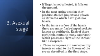 3. Asexual
stage
• If Ergot is not collected, it falls on
the ground.
• In the next spring session they
produce stalked projections known
as stromata which have globular
heads.
• In the inner surface of the heads
there are many flask-shaped pockets
known as perithecia. Each of these
perithecia contains many sacs (asci)
which possesses eight of the thread-
like ascospores.
• These ascospores are carried out by
insects or wind to the flowers of the
rye as described in the first stage.
 