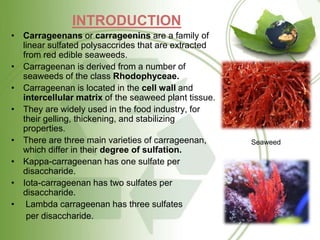 INTRODUCTION
• Carrageenans or carrageenins are a family of
linear sulfated polysaccrides that are extracted
from red edible seaweeds.
• Carrageenan is derived from a number of
seaweeds of the class Rhodophyceae.
• Carrageenan is located in the cell wall and
intercellular matrix of the seaweed plant tissue.
• They are widely used in the food industry, for
their gelling, thickening, and stabilizing
properties.
• There are three main varieties of carrageenan,
which differ in their degree of sulfation.
• Kappa-carrageenan has one sulfate per
disaccharide.
• Iota-carrageenan has two sulfates per
disaccharide.
• Lambda carrageenan has three sulfates
per disaccharide.
Seaweed
 