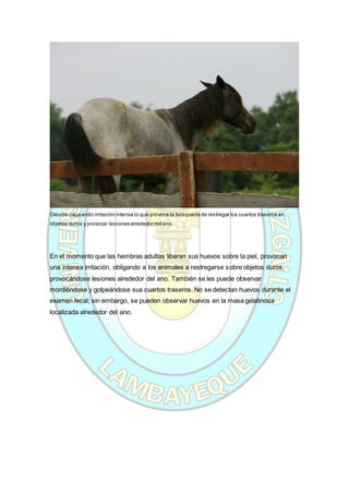 Oxiuros causando irritación intensa lo que provoca la búsqueda de restregar los cuartos traseros en
objetos duros y provocar lesiones alrededor del ano.
En el momento que las hembras adultas liberan sus huevos sobre la piel, provocan
una intensa irritación, obligando a los animales a restregarse sobre objetos duros,
provocándose lesiones alrededor del ano. También se les puede observar
mordiéndose y golpeándose sus cuartos traseros. No se detectan huevos durante el
examen fecal; sin embargo, se pueden observar huevos en la masa gelatinosa
localizada alrededor del ano.
 