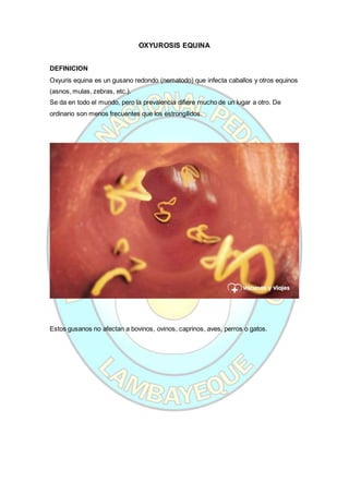 OXYUROSIS EQUINA
DEFINICION
Oxyuris equina es un gusano redondo (nematodo) que infecta caballos y otros equinos
(asnos, mulas, zebras, etc.).
Se da en todo el mundo, pero la prevalencia difiere mucho de un lugar a otro. De
ordinario son menos frecuentes que los estrongílidos.
Estos gusanos no afectan a bovinos, ovinos, caprinos, aves, perros o gatos.
 