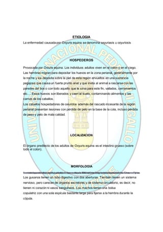 ETIOLOGIA
La enfermedad causada por Oxyuris equina se denomina oxyuriasis u oxyuriosis
HOSPEDEROS
Provocada por Oxiuris equina. Los individuos adultos viven en el colon y en el ciego.
Las hembras migran para depositar los huevos en la zona perianal, generalmente por
la noche y los deposita sobre la piel de esta región envueltos en una sustancia
pegajosa que causa un fuerte prurito anal y que invita al animal a rascarse con las
paredes del box o con todo aquello que le sirva para este fin, vallados, cerramientos
etc.… Estos huevos son liberados y caen al suelo, contaminando alimentos y las
camas de los caballos.
Los caballos hospedadores de oxiuridos además del rascado incesante de la región
perianal presentan lesiones con pérdida de pelo en la base de la cola, incluso pérdida
de peso y pelo de mala calidad.
LOCALIZACION
El órgano predilecto de los adultos de Oxyuris equina es el intestino grueso (sobre
todo el colon).
MORFOLOGIA
Las hembras adultas de Oxyuris equi alcanzan unos 150 mm de longitud, con una parte trasera o cola en
forma de punzón de longitud variable.Los machos adultos son mucho menores,sólo de 9 a 12 mm. Típico
de esta especie es la parte posterior en forma de punzón o alfiler.Son de color blanquecino.Como en otros
nematodos, el cuerpo está cubierto de una cutícula flexible pero bastante resistente.
Los gusanos tienen un tubo digestivo con dos aberturas. También tienen un sistema
nervioso, pero carecen de órganos excretores y de sistema circulatorio, es decir, no
tienen ni corazón ni vasos sanguíneos. Los machos tienen una bolsa
copulatriz con una sola espícula bastante larga para fijarse a la hembra durante la
cópula.
 