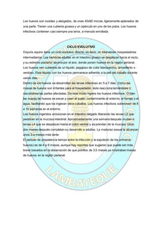 Los huevos son ovoides y alargados, de unas 40x90 micras, ligeramente aplanados de
una parte. Tienen una cubierta gruesa y un opérculo en uno de los polos. Los huevos
infectivos contienen casi siempre una larva, a menudo enrollada.
CICLO EVOLUTIVO
Oxyuris equino tiene un ciclo evolutivo directo, es decir, no intervienen hospedadores
intermediarios. Las hembras adultas en el intestino grueso se desplazan hacia el recto,
y su extremo posterior asoma por el ano, donde ponen huevos en la región perianal.
Los huevos van cubiertos de un líquido pegajoso de color blanquecino, amarillento o
verdoso. Este líquido con los huevos permanece adherido a la piel del caballo durante
varios días.
Dentro de los huevos se desarrollan las larvas infectivas en 5 a 7 días. Como las
masas de huevos son irritantes para el hospedador, éste reacciona lamiéndose o
rascándose las partes afectadas. De este modo ingiere los huevos infectivos. O bien
las masas de huevos se secan y caen al suelo, contaminando el entorno, el forraje o el
agua, facilitando que los ingieran otros caballos. Los huevos infectivos sobreviven de 8
a 10 semanas en el entorno.
Los huevos ingeridos eclosionan en el intestino delgado liberando las larvas L3 que
penetran en la mucosa intestinal. Aproximadamente una semana después mudan a
larvas L4 que se desplazan hasta el colon ventral y se prendan de la mucosa. Unos
dos meses después completan su desarrollo a adultos. La madurez sexual la alcanzan
unos 3-a meses más tarde.
El periodo de prepatencia tiempo entre la infección y la expulsión de los primeros
huevos) es de 4 a 6 meses, aunque hay reportes que sugieren que puede ser más
breve basados en la observación de que potrillos de 3,5 meses ya mostraban masas
de huevos en la región perianal.
 