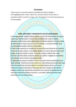 PATOGENIA
Oxyuris equi es un gusano redondo (nematodo) que infecta caballos y
otros equinos (asnos, mulas, zebras, etc.). Se da en todo el mundo, pero la
prevalencia difiere mucho de un lugar a otro. De ordinario son menos frecuentes que
los estrongílidos.
DAÑO, SÍNTOMAS Y DIAGNÓSTICO DE OXYURIS EQUINA
Como regla general, caballos jóvenes tienden a sufrir más de infecciones de Oxyuris
equina que animales adultos. Esto se debe probablemente a que los adultos
expuestos a infecciones acaban desarrollando inmunidad adquirida. De todos modos,
las infecciones de Oxyuris equina no son muy dañinas. Las larvas prendidas de la
mucosa intestinal pueden dañarla y causar cólico.
El daño mayor parece ser el causado por el intenso picor que provocan las masas de
huevos en la región perianal. Los caballos afectados se rascan vigorosamente contra
objetos, a menudo durante la noche. A menudo muestran caída de pelo y pelo
deslucido. También peden producirse heridas que pueden contagiarse con bacterias
secundarias o atraer moscas causantes de miasis.
El diagnóstico se basa en la detección de las masas de huevos característicos en la
región perianal. Puede tomarse una muestra con cinta adhesiva para examinarlos bajo
el microscopio. Estas muestras pueden ser también positivas incluso si no se ven
masas de huevos macroscópicas. Recuentos de huevos fecales son de ordinario
negativos debido a la característica oviposición de la especie. Ocasionalmente se
encuentran gusanos muertos en las heces, o se pueden observar gusanos vivos
asomando por el ano para desovar.
 