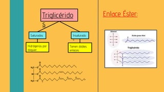 Triglicérido
s
Insaturado
s
Saturados
Hidrógenos por
doquier.
Tienen dobles
enlaces
Enlace Éster:
 