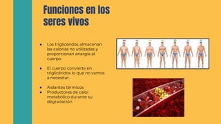 Funciones en los
seres vivos
● Los triglicéridos almacenan
las calorías no utilizadas y
proporcionan energía al
cuerpo
● El cuerpo convierte en
triglicéridos lo que no vamos
a necesitar.
● Aislantes térmicos
● Productores de calor
metabólico durante su
degradación
 