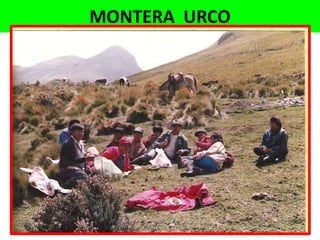 MONTERA  URCO