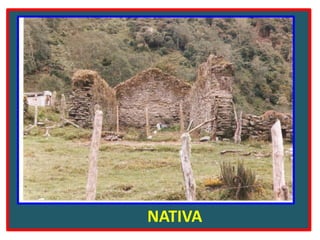  CONSTRUCCIÓN        NATIVA
