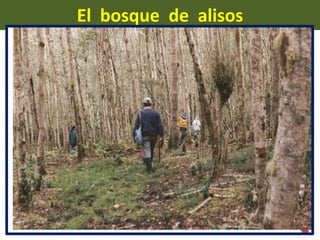 El  bosque  de  alisos