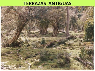 TERRAZAS  ANTIGUAS