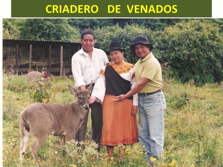 Resultado de imagen para criadero de venados cayambe