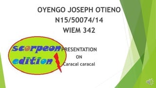 OYENGO JOSEPH OTIENO
N15/50074/14
WIEM 342
PRESENTATION
ON
Caracal caracal
 