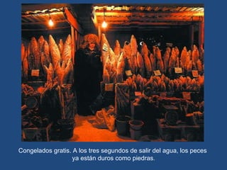 Congelados gratis. A los tres segundos de salir del agua, los peces  ya están duros como piedras . 