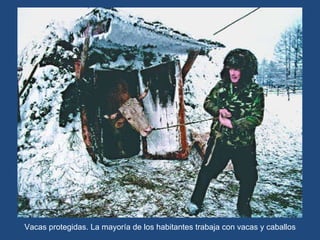 Vacas protegidas. La mayoría de los habitantes trabaja con vacas y caballos 